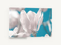 White Magnolia Against Teal, white magnolia flower teal photograph, floral canvas wall art print ready to hang