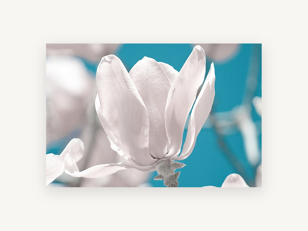 White Magnolia Against Teal, floral canvas wall art print, front view
