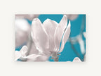 White Magnolia Against Teal, floral canvas wall art print, front view