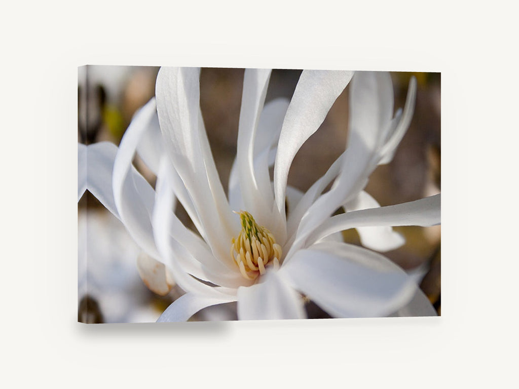 White Star Magnolia, white star magnolia close-up photograph, floral canvas wall art print ready to hang