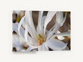 White Star Magnolia, white star magnolia close-up photograph, floral canvas wall art print ready to hang