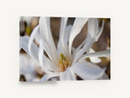 White Star Magnolia, white star magnolia close-up photograph, floral canvas wall art print ready to hang