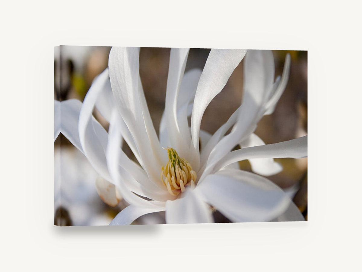 White Star Magnolia, white star magnolia close-up photograph, floral canvas wall art print ready to hang