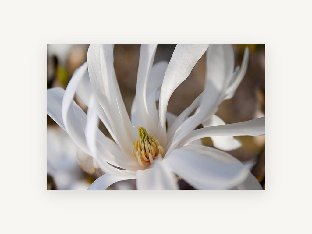 White Star Magnolia, floral canvas wall art print, front view