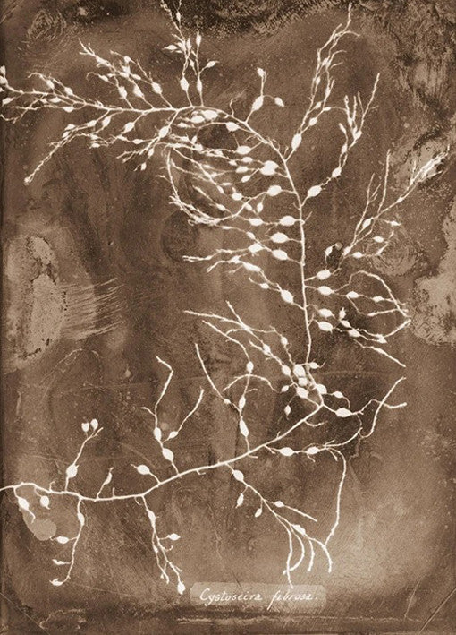Natural Forms Sepia II Wall Print