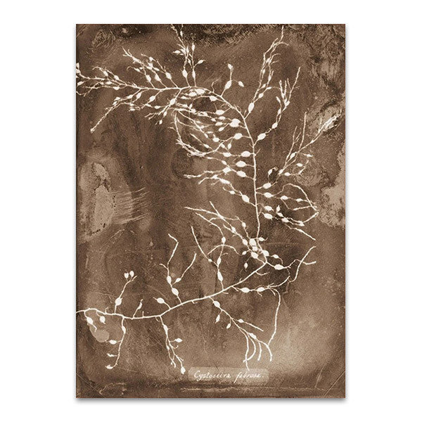 Natural Forms Sepia II Wall Print