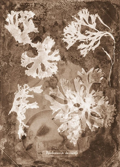 Natural Forms Sepia I Wall Print
