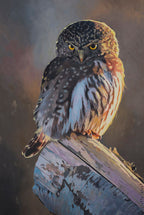 Northern Pygmy Owl Wall Art Print