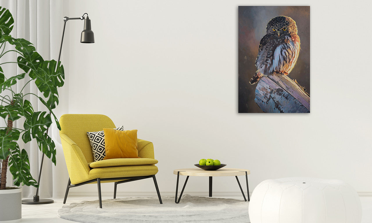 Northern Pygmy Owl Wall Art Print on the wall