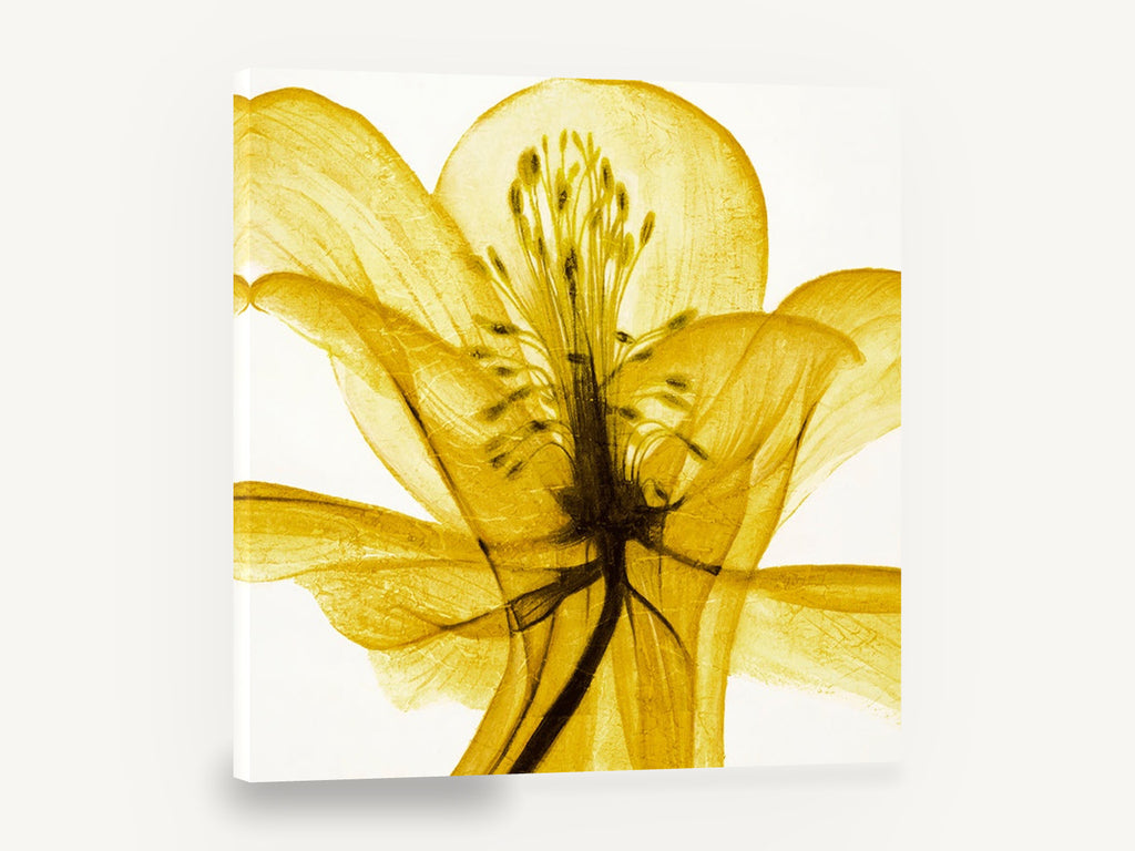 Golden Translucent Bloom, yellow flower x-ray style botanical, floral canvas wall art print ready to hang