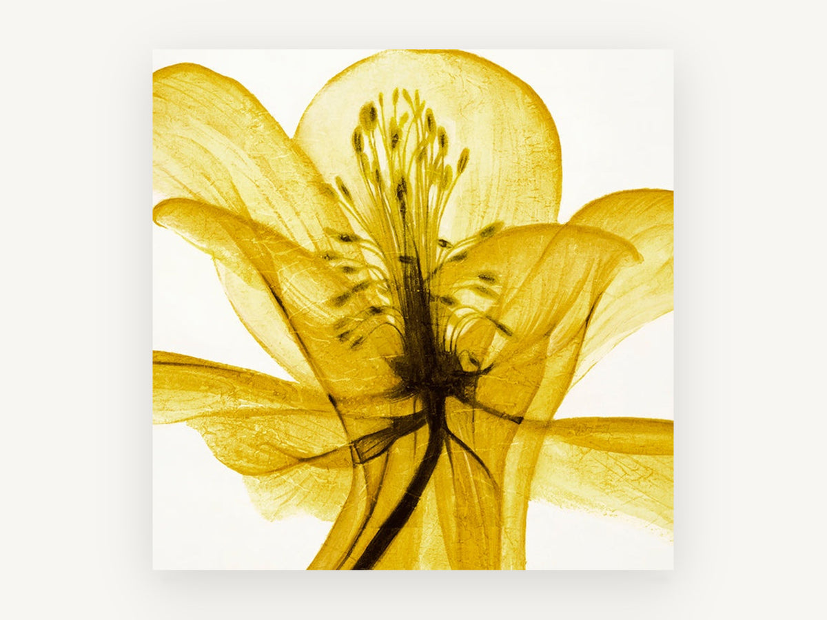 Golden Translucent Bloom, floral canvas wall art print, front view