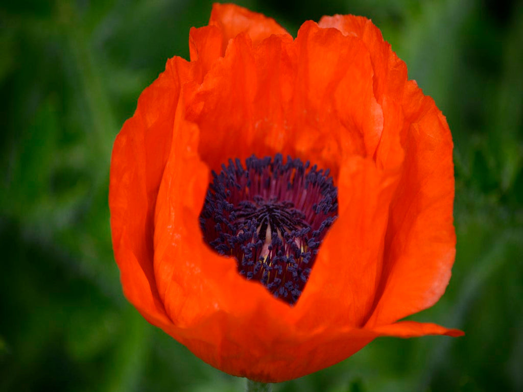 Orange Poppy Wall Art Print