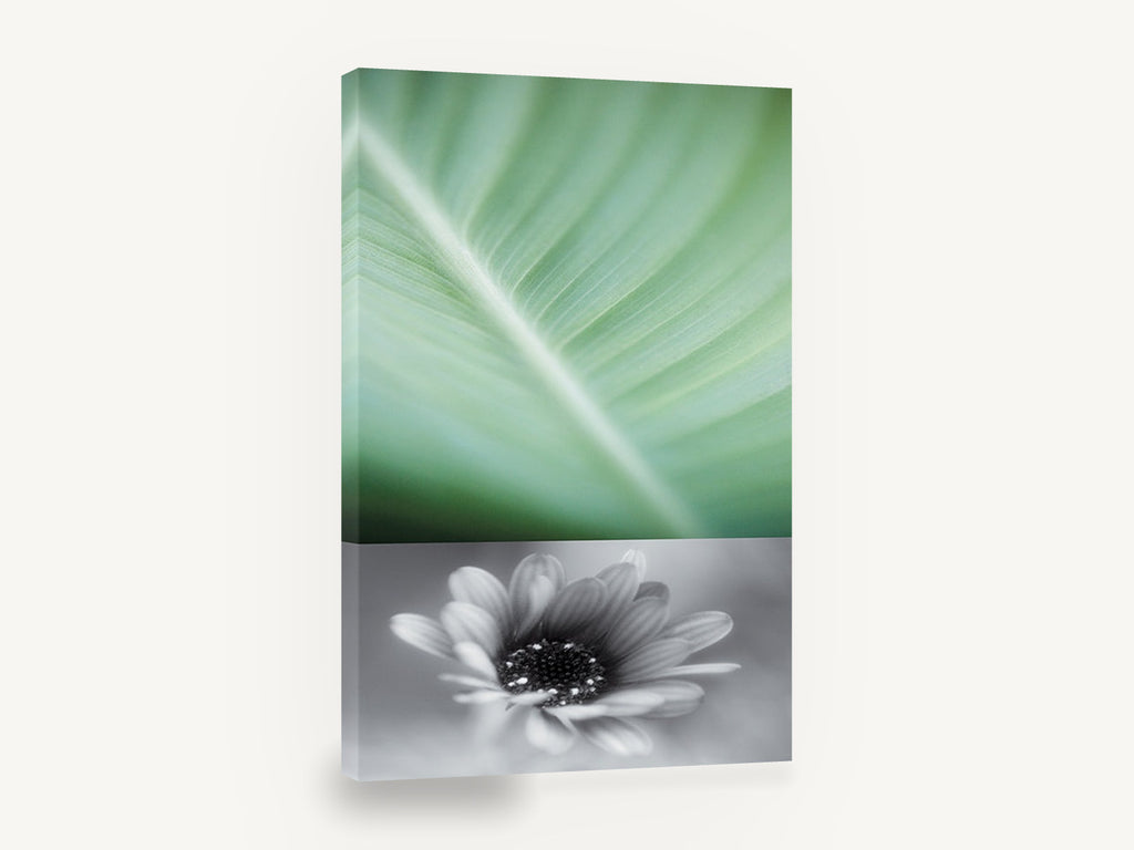 Leaf Vein and Daisy, green leaf and monochrome daisy photograph, floral canvas wall art print ready to hang
