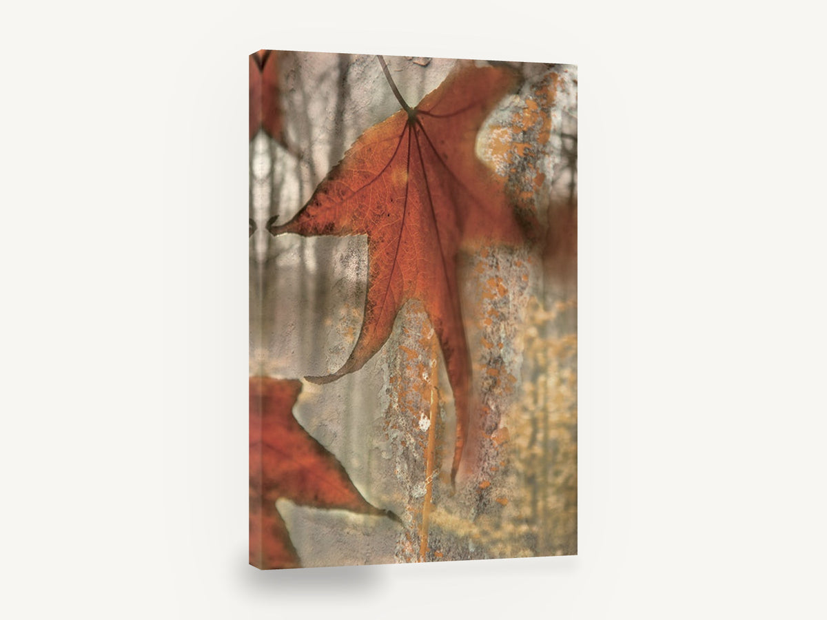 Rust Maple on Weathered Bark, autumn maple leaf textured photograph, floral canvas wall art print ready to hang