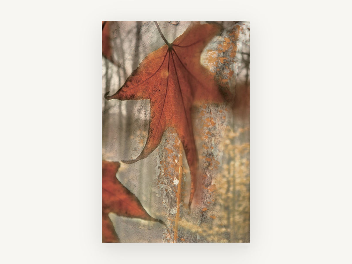 Rust Maple on Weathered Bark, floral canvas wall art print, front view