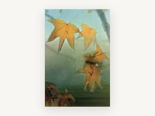 Amber Maple Haze, floral canvas wall art print, front view
