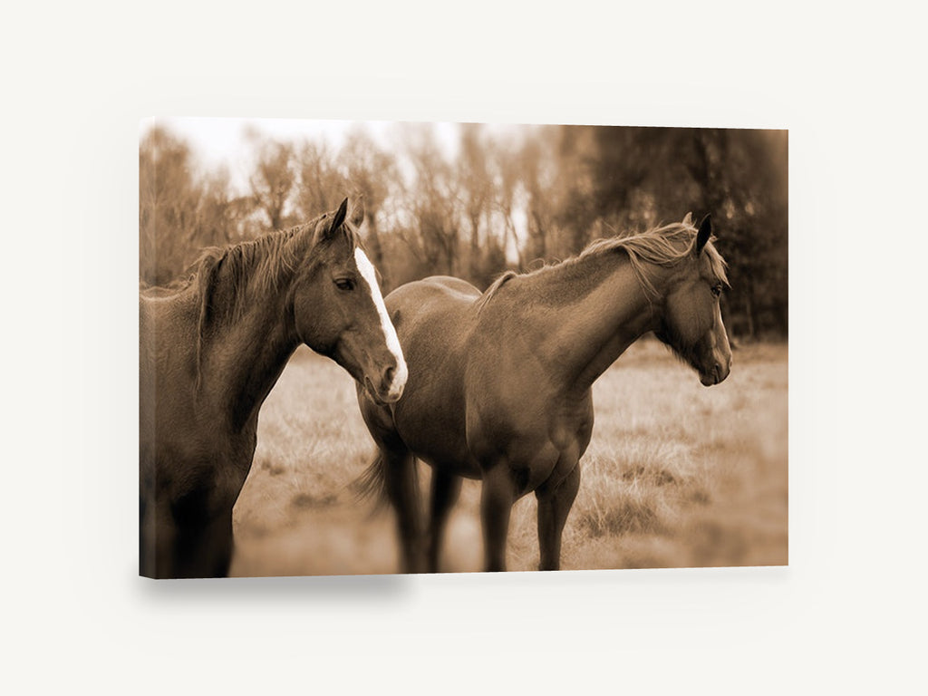 Paddock Companions, sepia horses paddock photograph, animal canvas wall art print ready to hang