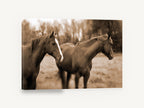 Paddock Companions, sepia horses paddock photograph, animal canvas wall art print ready to hang