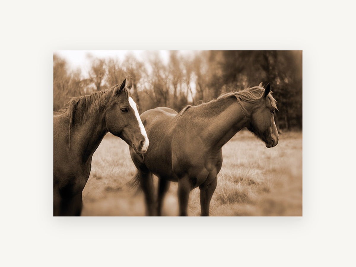 Paddock Companions, sepia horses paddock photograph, animal canvas wall art print, front view