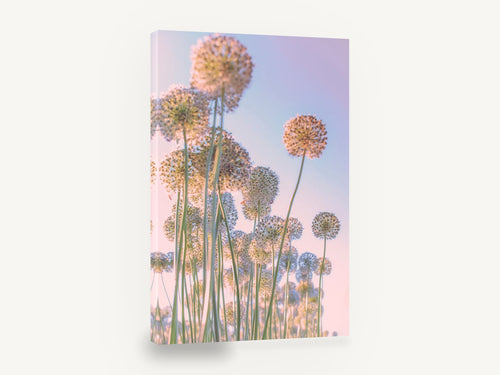 Allium Sky Daydream, allium seed heads pastel sky photograph, floral canvas wall art print ready to hang