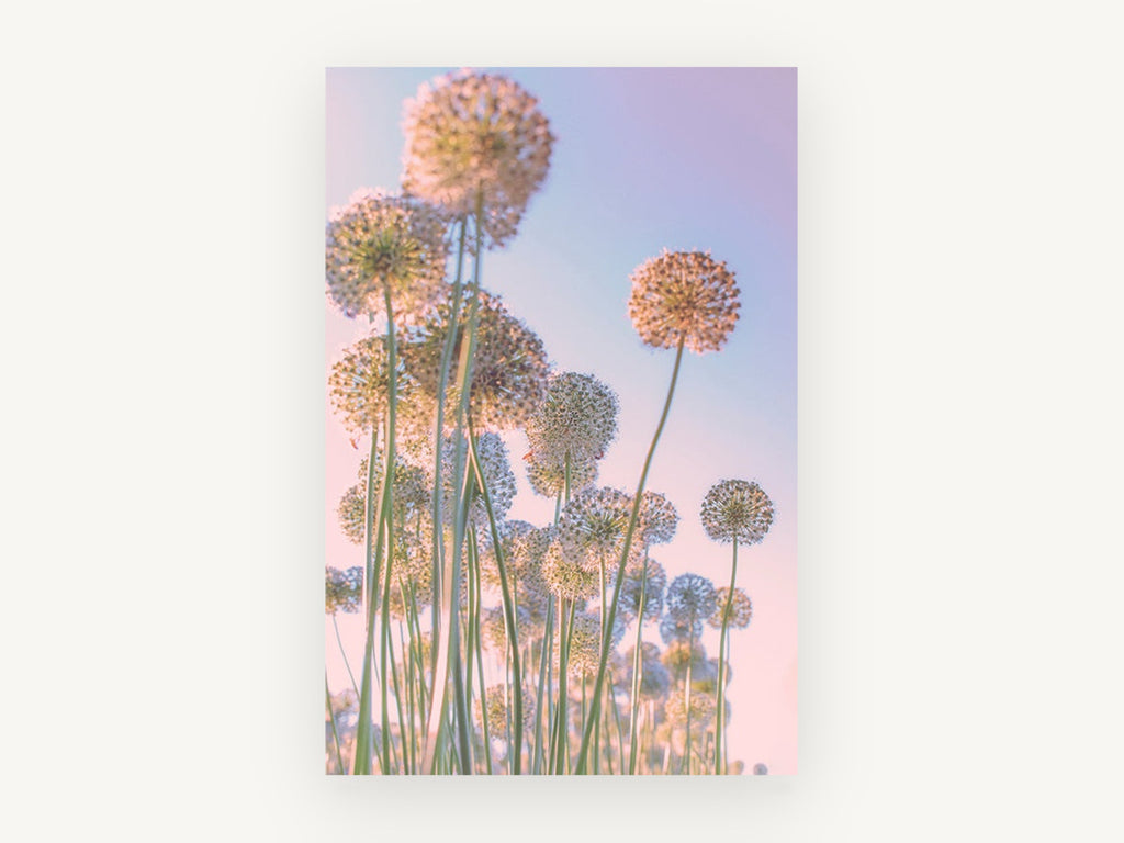 Allium Sky Daydream, floral canvas wall art print, front view