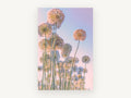 Allium Sky Daydream, floral canvas wall art print, front view