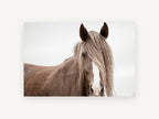 Veiled Chestnut Mare, brown horse portrait photograph, animal canvas wall art print, front view