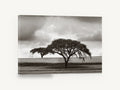 Acacia Under Storm, acacia tree black and white photograph, floral canvas wall art print ready to hang