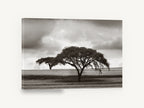Acacia Under Storm, acacia tree black and white photograph, floral canvas wall art print ready to hang