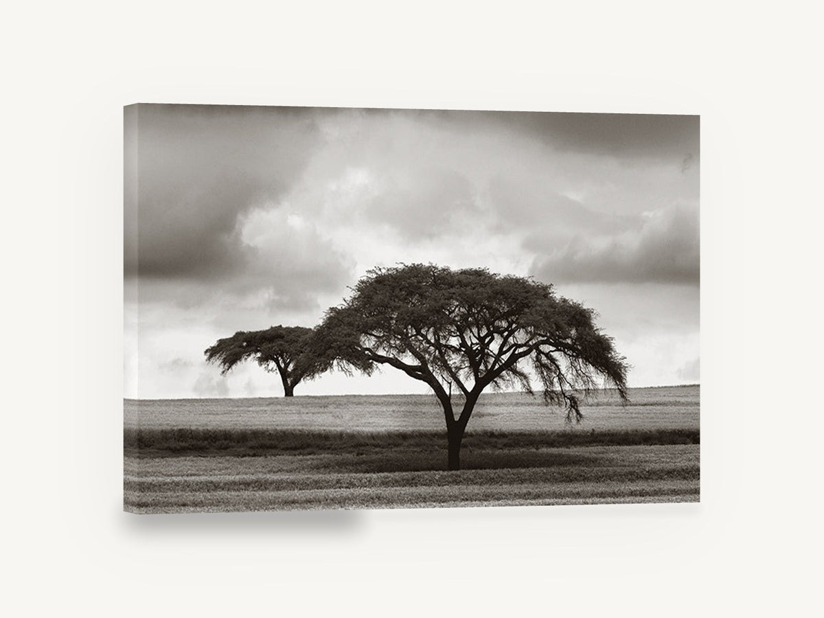 Acacia Under Storm, acacia tree black and white photograph, floral canvas wall art print ready to hang