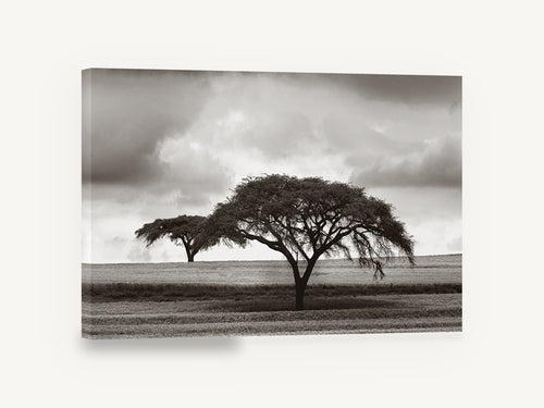 Acacia Under Storm, acacia tree black and white photograph, floral canvas wall art print ready to hang