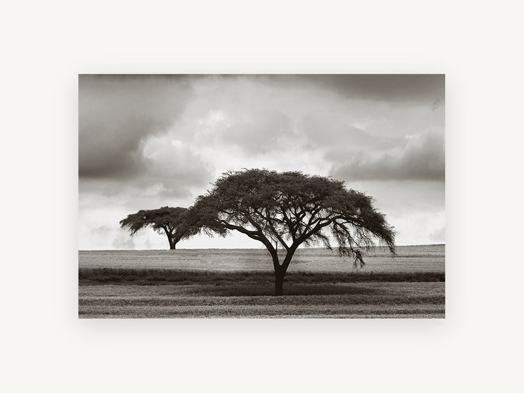 Acacia Under Storm, floral canvas wall art print, front view