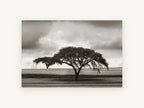 Acacia Under Storm, floral canvas wall art print, front view