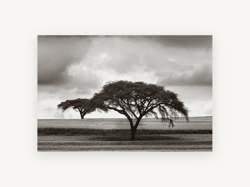 Acacia Under Storm, floral canvas wall art print, front view