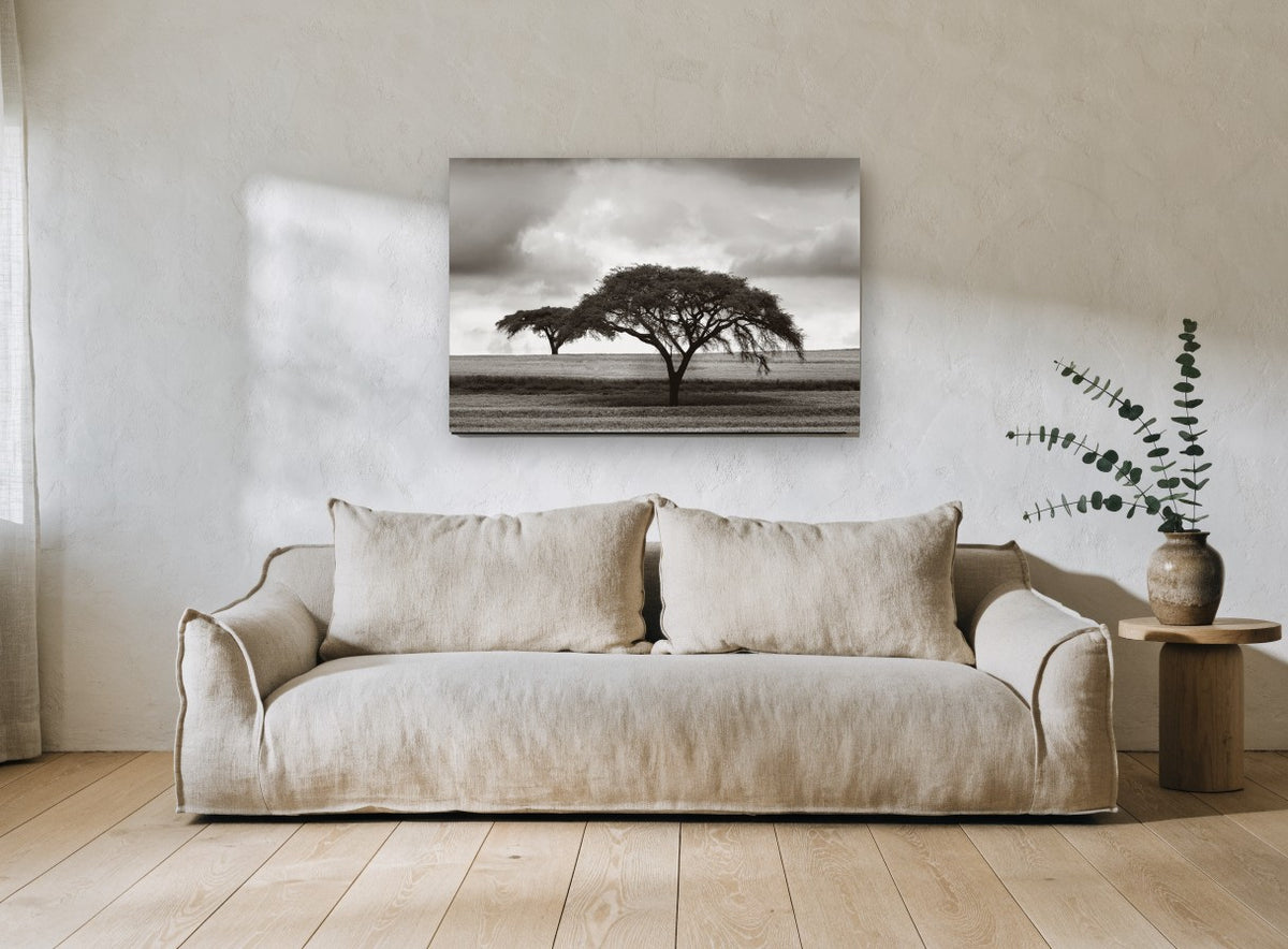 Acacia Under Storm floral canvas print on the wall of a living room