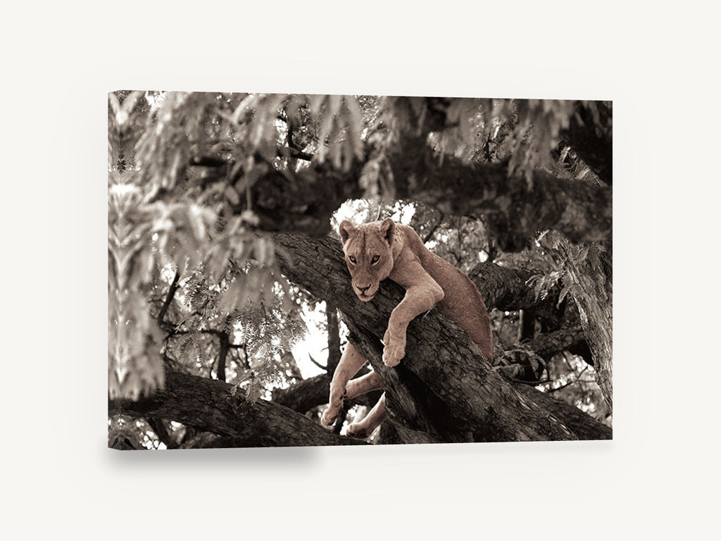 Lioness in the Branches, lioness resting in tree sepia photograph, floral canvas wall art print ready to hang