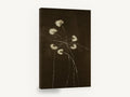 Pale Blooms at Night, cream blossoms on dark brown background, floral canvas wall art print ready to hang