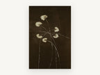 Pale Blooms at Night, floral canvas wall art print, front view