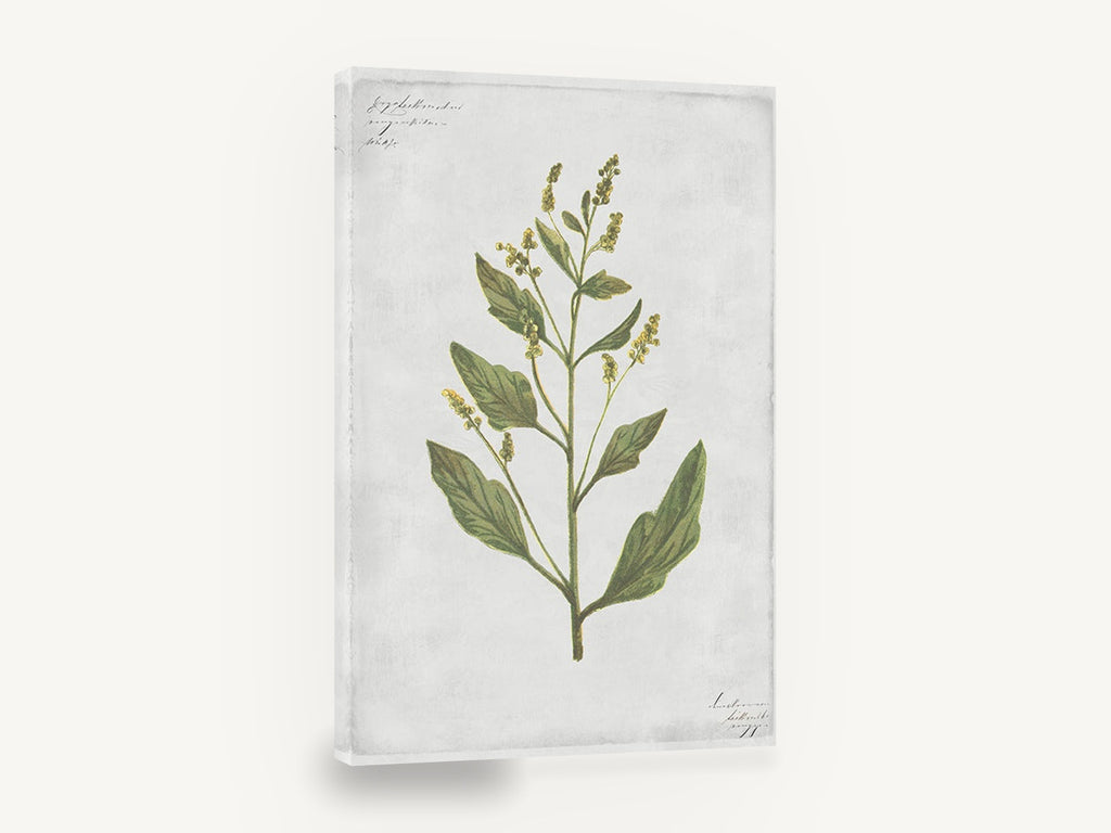 Green Sprig on Grey, green botanical herb illustration vintage, floral canvas wall art print ready to hang