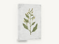 Green Sprig on Grey, green botanical herb illustration vintage, floral canvas wall art print ready to hang