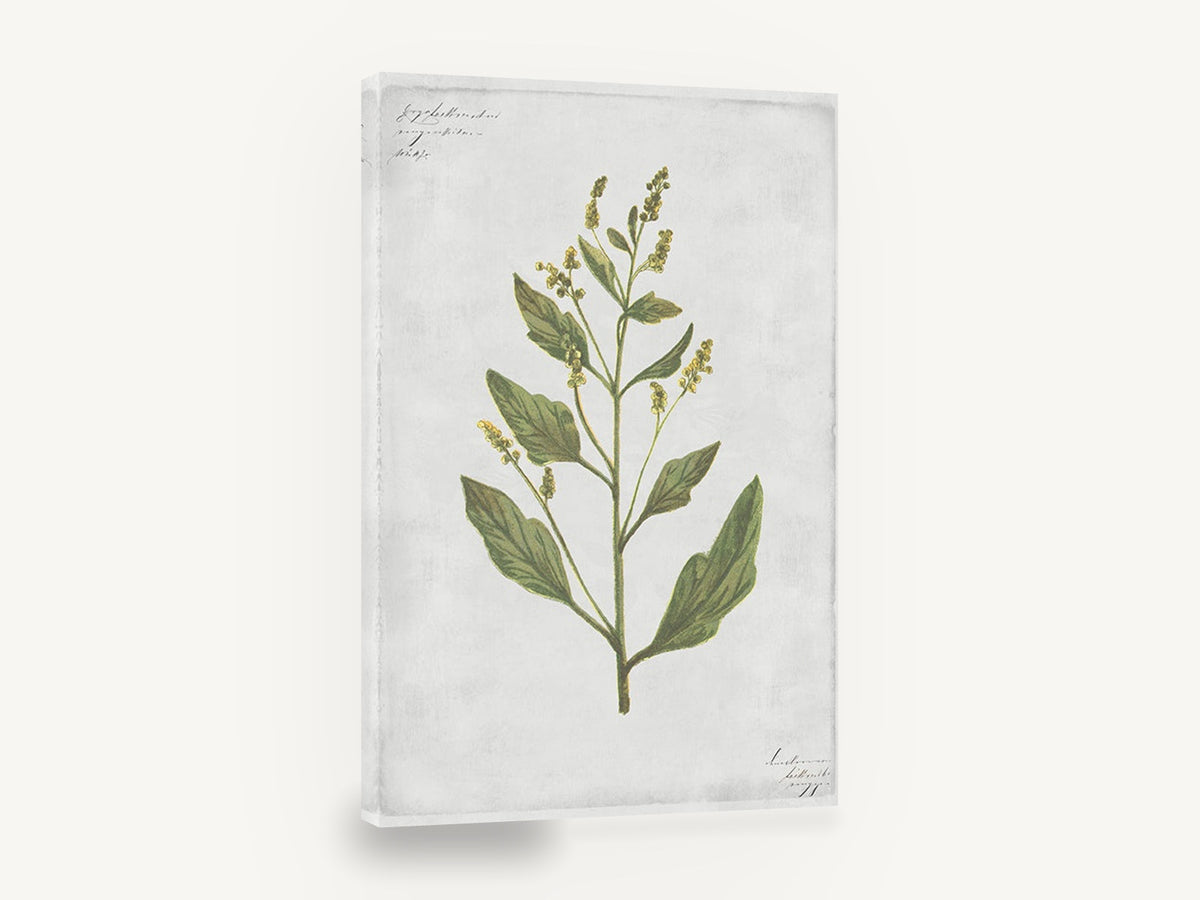 Green Sprig on Grey, green botanical herb illustration vintage, floral canvas wall art print ready to hang