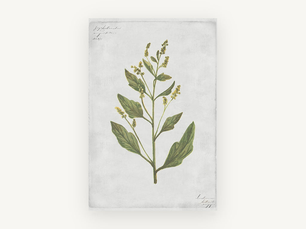 Green Sprig on Grey, floral canvas wall art print, front view