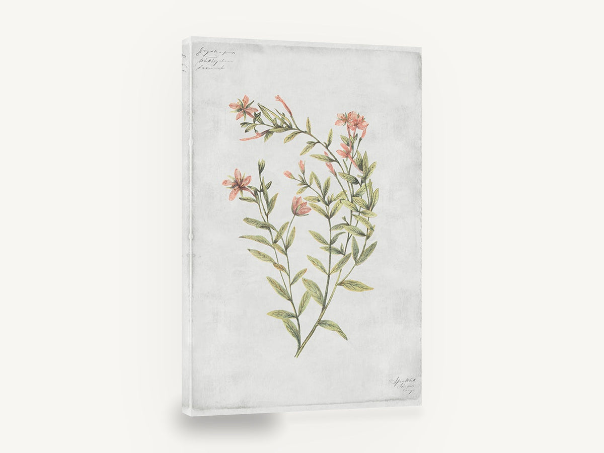 Coral Sprig Study, coral pink wildflower botanical illustration, floral canvas wall art print ready to hang