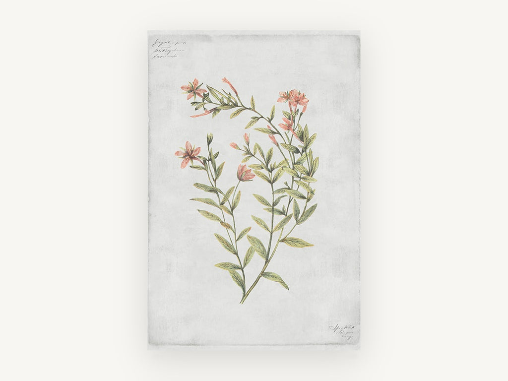 Coral Sprig Study, floral canvas wall art print, front view
