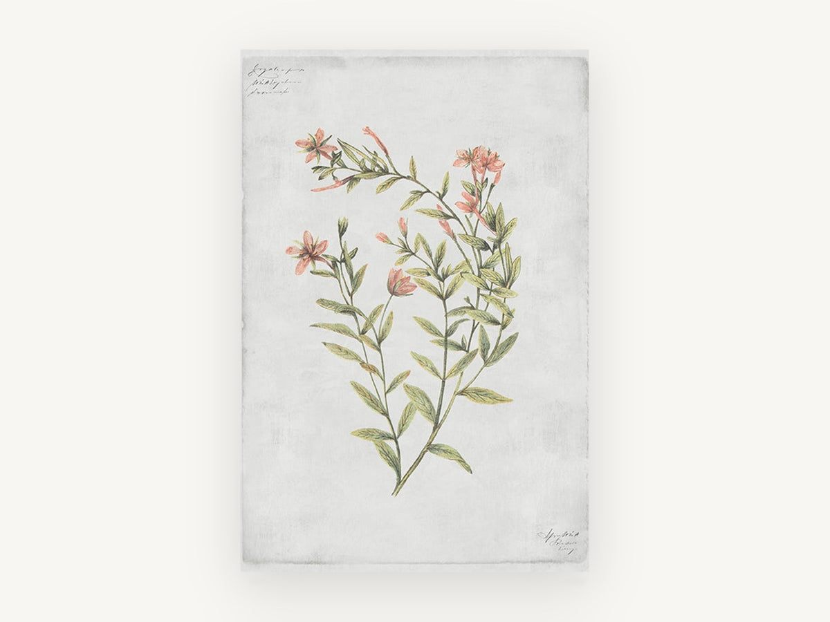 Coral Sprig Study, floral canvas wall art print, front view