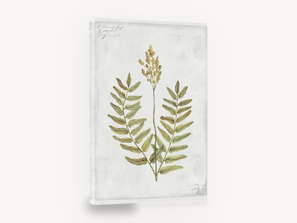 Flowering Fern Study, flowering fern botanical illustration, floral canvas wall art print ready to hang