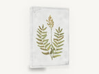 Flowering Fern Study, flowering fern botanical illustration, floral canvas wall art print ready to hang
