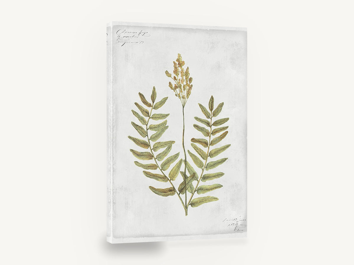 Flowering Fern Study, flowering fern botanical illustration, floral canvas wall art print ready to hang