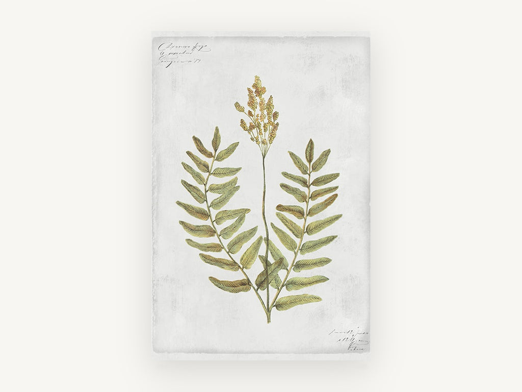 Flowering Fern Study, floral canvas wall art print, front view