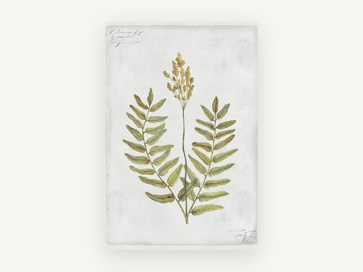 Flowering Fern Study, floral canvas wall art print, front view